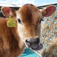 Jersey calf @ Fishers Mobile Farm